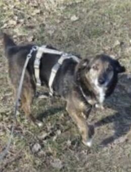 Munay wartet in 53557 Bad Hönningen - Oberwies