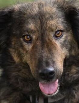 Zauberhafte Mona sucht Ihr Zuhause - Neuss