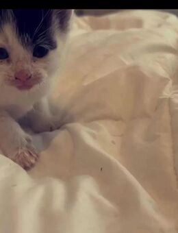 Katzenbabys suchen liebesvolles Zuhause ab sofort - Hannover Herrenhausen-Stöcken