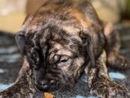 Presa Canario Mix Welpen - Ranstadt