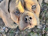 Neues Zuhause für Old English Bulldog Atos gesucht - Wiesbaden Dotzheim