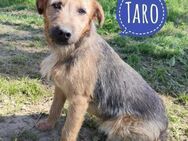 Taro ein absoluter Engel - Flörsheim-Dalsheim