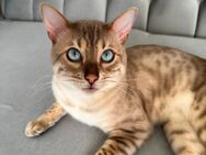seltener Snow Lynx Bengal Kater - Berlin