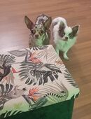Zwei bezaubernd hübsche Chihuahua Mädels zusammen abzugeben in 41063