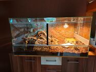 Glas-Terrarium mit Bartagame - Schalkau