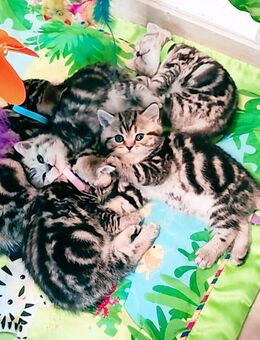 Bkh Kitten, Kätzchen mit Stammbaum - Büren