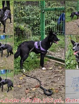 Hündin Dana 11 Monate sucht ein Zuhause - Vacha