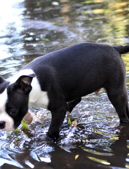 Traumhaft süße Boston Terrier - Heidenheim