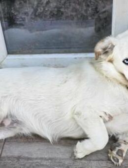 Chewy kleine Schmusebacke sucht Zuhause - Großefehn