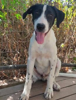 Charis AF - möchte ankommen dürfen - Mettmann