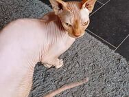 Sphynx Kater sucht neues Zuhause - Königs Wusterhausen