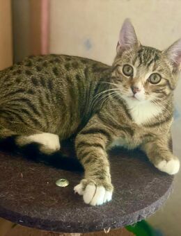 BKH süßer Junge, Kitten Katze Kater 3 Monate alt – Britisch Kurzhaar, reinrassig, geimpft, entwurmt, stubenrein, abholbereit in Siegburg - Siegburg