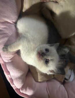 Bkh lilac point - Bad Hersfeld