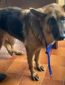 Ranya, wir sind verzweifelt - Bad Vilbel