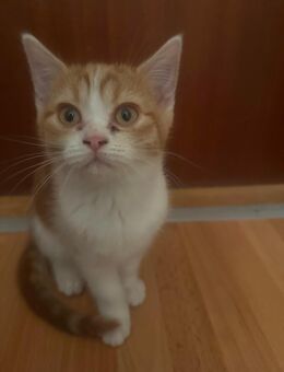 Unsere süße Lina sucht ein neues zuhause - Düsseldorf