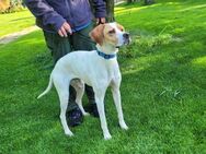 sanfte Pointer Tula (Tierschutz) - Höchenschwand