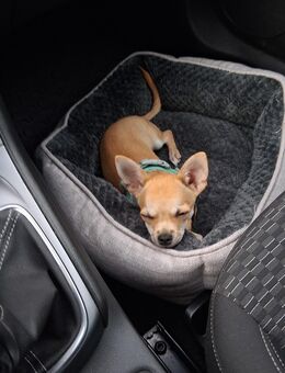 Chihuahua rüde 4 monate alt - Großheide