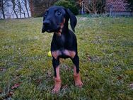 Dobermann x Dogge Welpen - Sieverstedt