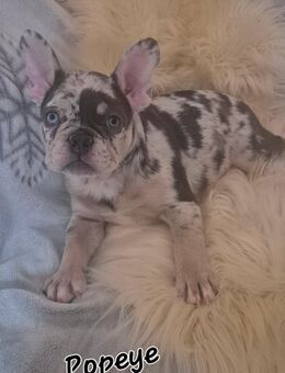 Reinrassige Französische Bulldogge Welpen - Scheuerfeld