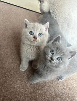 Bkh Kitten - Bereit fürs fürImmerZuhause - Essen