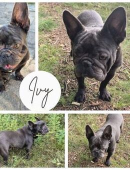IVY PP Tolles Mädchen sucht Geborgenheit - Neustadt (Rübenberge)