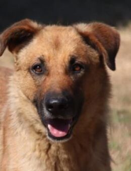 BUGGY wartet schon lange - Gefrees