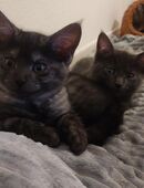 Maine coon Mix Kitten in 49593