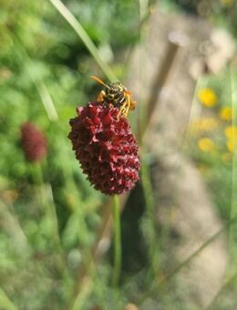 Großer Wiesenknopf (Sanguisorba officinalis) - Horgenzell