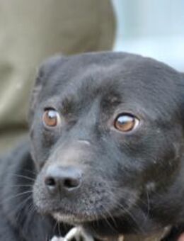 Bonni - kinderlieb u. sehr verspielt - Lohra