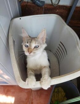 Hübsche Katze Snow - Eichenzell