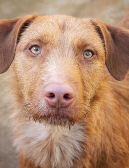 Angus, ruhig, freundlich - Kettershausen