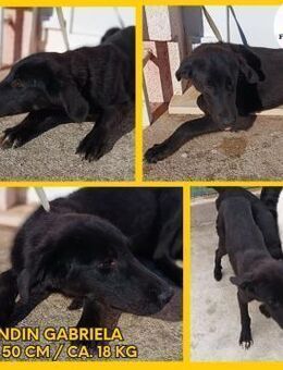 Gabriela Mischling Hündin Junghund - Margetshöchheim