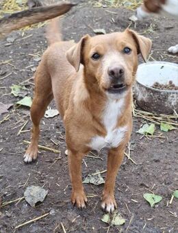 Zarte Seele, Vizsla Mix Hündin - Kappeln (Schleswig-Holstein)