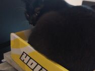 Kater und Katze abzugeben. - Bünde