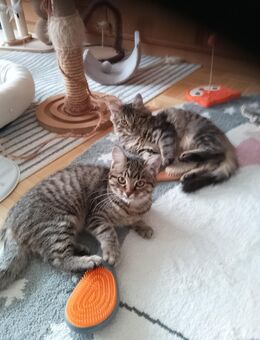 2 Glückskater suchen ein neues liebevolles Zuhauseater suchen ein neues liebevolles Zuhause - Düsseldorf