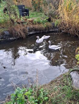 Fränkische landgänse - Schwarme