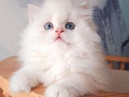 Bkh Blh Kitten weiß blaue Augen - Krefeld