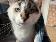 Dringend Zuhause gesucht für Ruffy+ Nala - Villmar (Marktflecken)