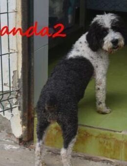 Panda2 sozial,lieb 08/23 ESP - Ruppertsecken