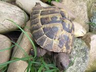 8 jährige Griechische Landschildkröte THB - Rietberg Mastholte