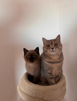 Bkh Kitten - Osnabrück