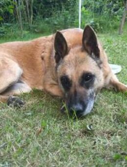 RUBY in 91616 Neusitz ‼️🆘‼️🆘 - München