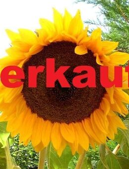 Kleines freistehendes EFH auf großem Grundstück - Weimar