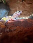 Leopadengecko Baby 1.0 Albino-Tangerine in 35305