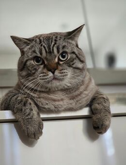 BKH Deckkater (KEIN Verkauf!) - Hohenwestedt