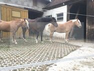 Pferdeliebhaberparadies - EFH mit ELW, benachbarter Scheune und Baugrundstück! - Dietersheim