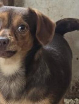 Gus sucht Menschen mit Geduld - München