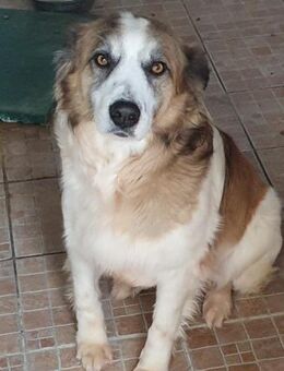 RINO 💙 Chance auf Geborgenheit gesucht - Bad Karlshafen