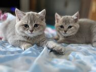 bkh kitten zum Verkauf - Gelsenkirchen