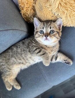 Reinrassige Britisch Kurzhaar (BKH) Kitten - Berlin Charlottenburg-Wilmersdorf